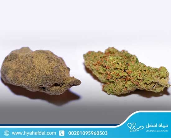 ايهما أخطر الحشيش ام الماريجوانا؟