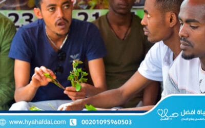 علاج إدمان القات وابطال مفعوله في 7 طرق؟