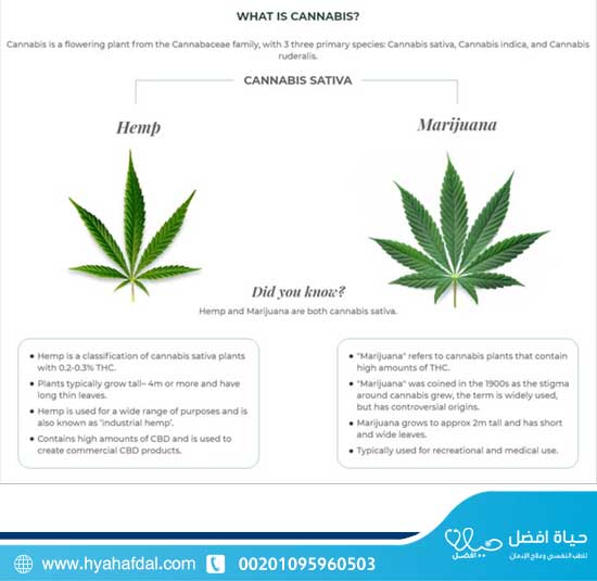 ماهو المسمى العلمى للحشيش؟
